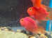 Parrot fish
