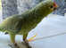 Stunning young red crown Amazon parrot