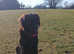 Stud Flat coated retriever liver colour up for stud £600.00