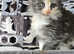 Gorgeous maine coon kittens for sale