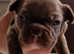 Adorable French Bulldog Puppies: Find Your Furry Friend Today!