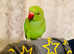 Hand Tamed/Untamed Ringneck available for Sale
