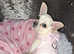 Female white chihuahua