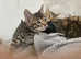SOLD!!!! Beautiful bengal for sale