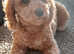 Pra clear F2B toy cavapoo female