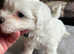 Beautiful Maltese puppy boy for sale