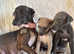 Litter of 2 stunning Italian greyhound pups available