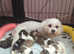 Male shichon