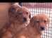 Labrador puppys
