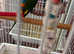 Tame and talk SWAINSONS LORIKEET