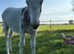 **Pending**. 2x beautiful donkeys