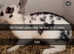 Large selection off rabbits for sale