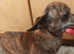 Rare gold brindle female adult