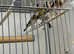 Goldfinch Glasgow