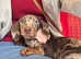 Female miniature dachshund