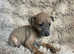 3/4 Italian greyhound