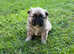 German Spitz puppies for sale