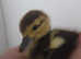 2 muscovys ducklings