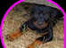 Rottweiler puppies