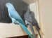 Stunning blue Indian ringnick parrot