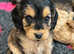 Beautiful f1 cockapoo pups licensed breeder