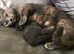 Beautiful Sphynx Cross Dwelf Male Kitten
