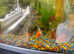 X4 cold water fish with 60L TANK, etc.