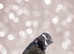 ** BOSTON TERRIER FEMALE KC REG **