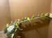 Beautiful budgies for sale in Greenock