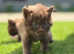*RARE* brown kittens for sale