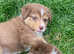 Australian shepherd puppy culture puppies