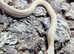 Albino Chequered Garter Snake at Birmingham Reptiles