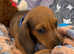 Mini Dachshund  Pups - READY NOW