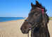 British riding pony