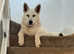 White Swiss Shepherd male looking for a loving home