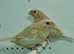 Exhibition Cremino bengalese finches