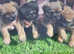 Border terrier pups for sale