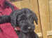 Giant Schnauzer x2 males available now