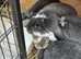 3 from 4 Female  Giant French lop