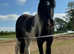 14hh Cob gelding