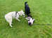 Dog Walking Services.