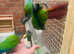 conures hand reared fully tame