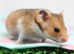 Beautiful male and female Syrian hamsters