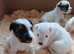 **Parson Russell Terriers** 1 boys still available 24th Aug