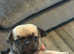 4 male chug puppies