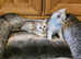 British shorthair kittens for sale