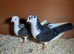 Pigeons for sale
