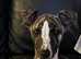 KC registered whippet pups for Sale