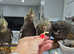 Hand reared baby Cockatiels