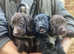 Beautiful sprocker puppies for sale